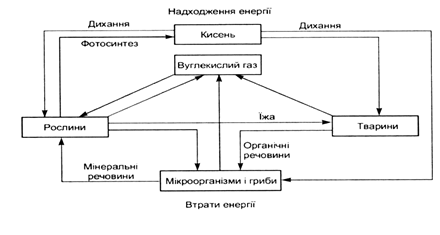 Контрольная работа: Біогеохімічні цикли структура загальна характеристика цикли вуглецю азоту кисню сірки