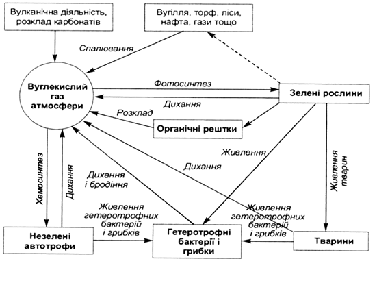 Контрольная работа: Біогеохімічні цикли структура загальна характеристика цикли вуглецю азоту кисню сірки