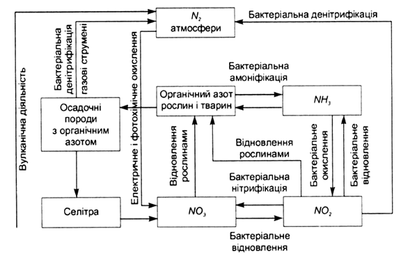 Контрольная работа: Біогеохімічні цикли структура загальна характеристика цикли вуглецю азоту кисню сірки